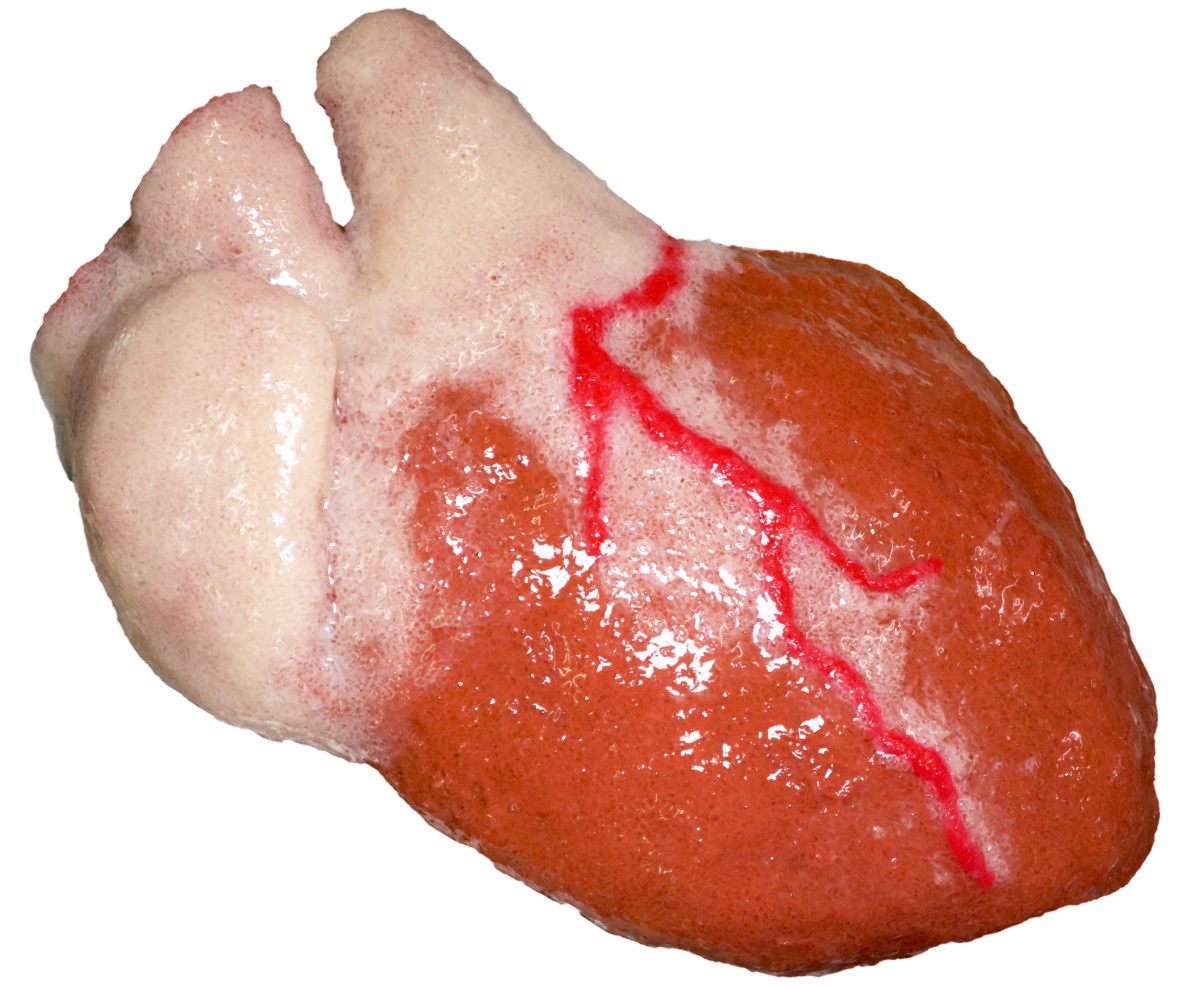 コンニャク製模擬心臓の写真